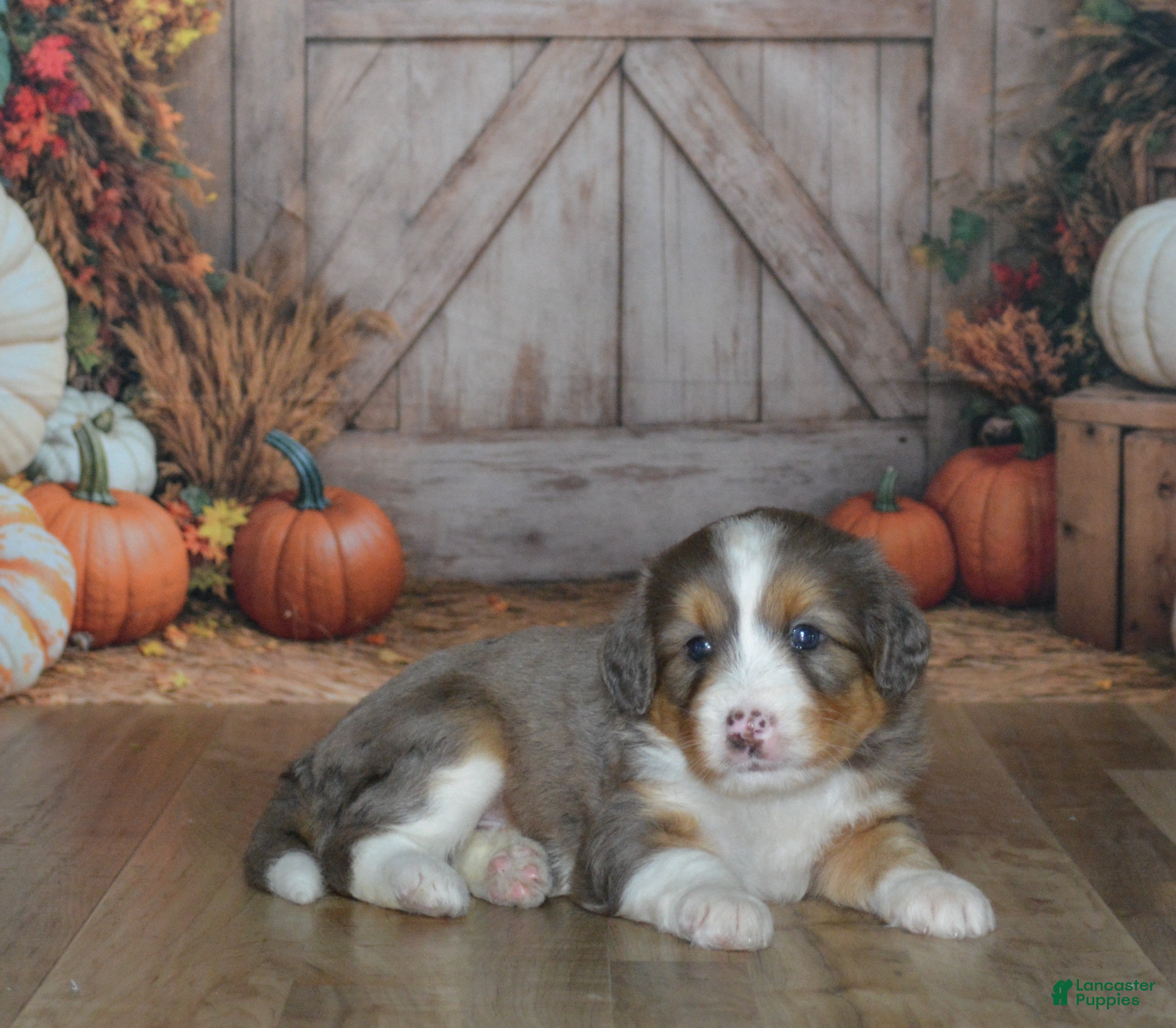 Mini Bernedoodle dogs Apollo - Ad 2