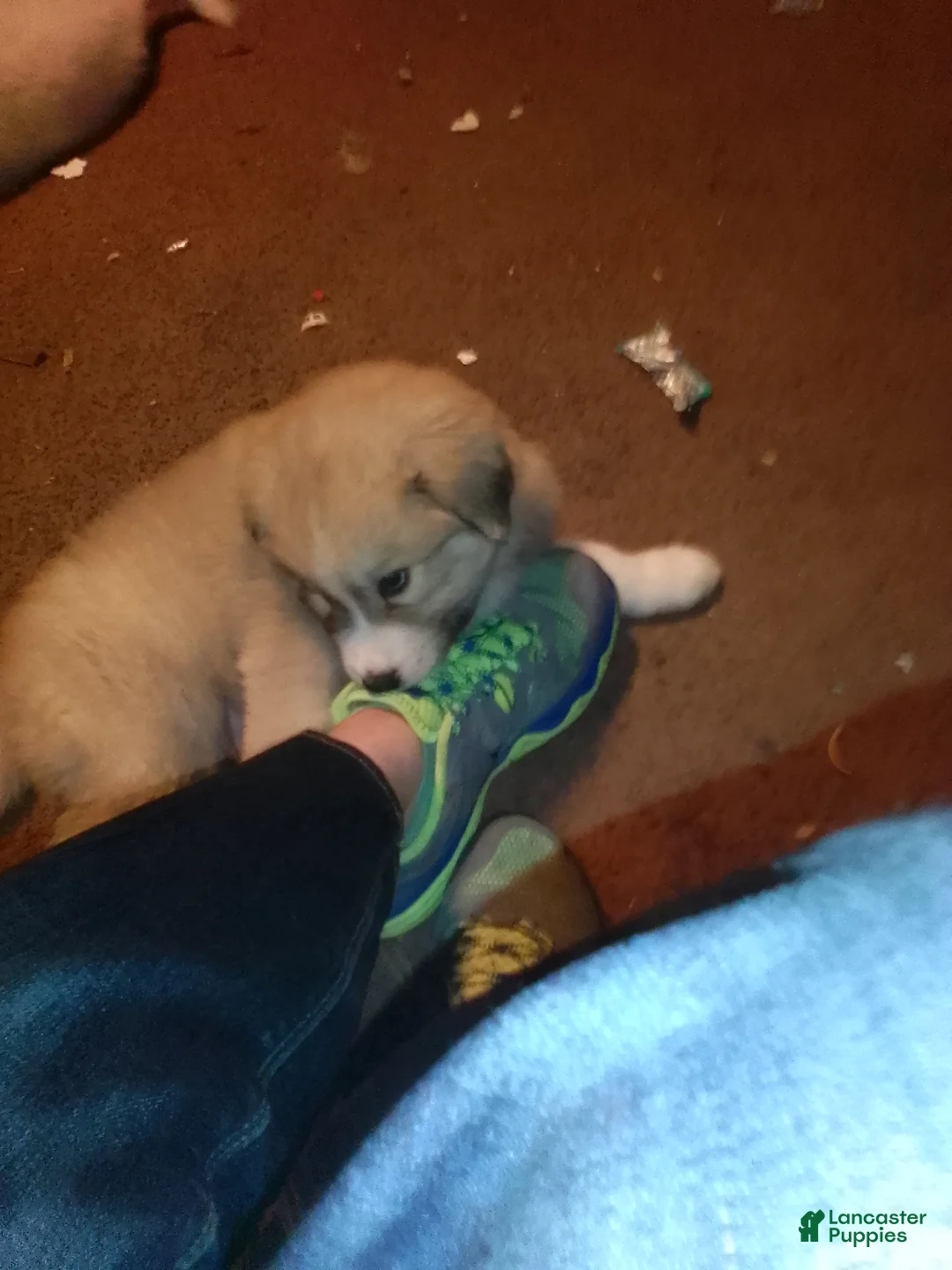 Mixed Breed dogs for sale: Rolly Polly Boy - Ad 25