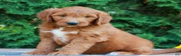 Goldendoodle dogs for sale: Tanner  - Ad 1