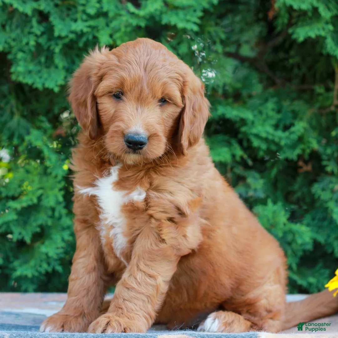 Goldendoodle dogs for sale: Tanner  - Ad 1