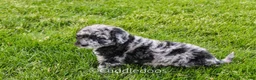 Mixed Breed dogs for sale: Atlas - Ad 4