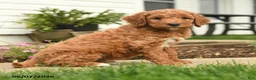 Goldendoodle dogs for sale: Ryan - Ad 2