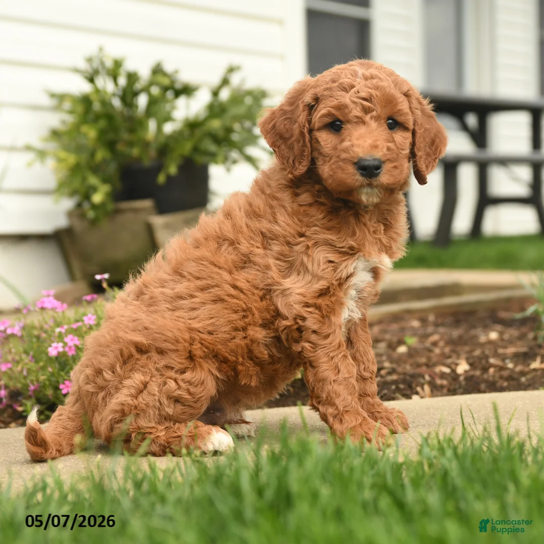 Goldendoodle dogs for sale: Ryan - Ad 2