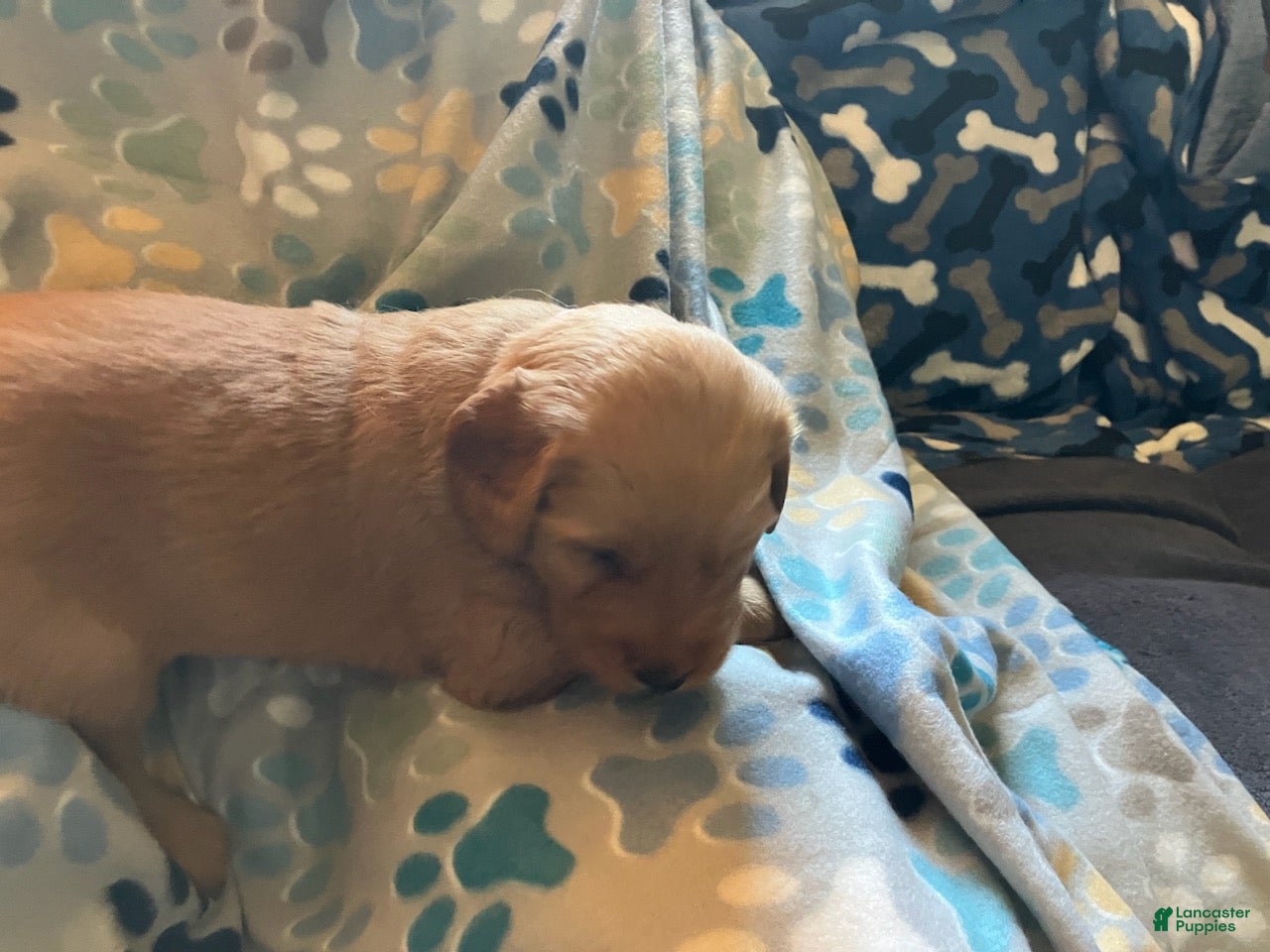 Golden Retriever dogs Pink - Ad 2