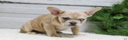 French Bulldog dogs for sale: Cooper - Ad 9