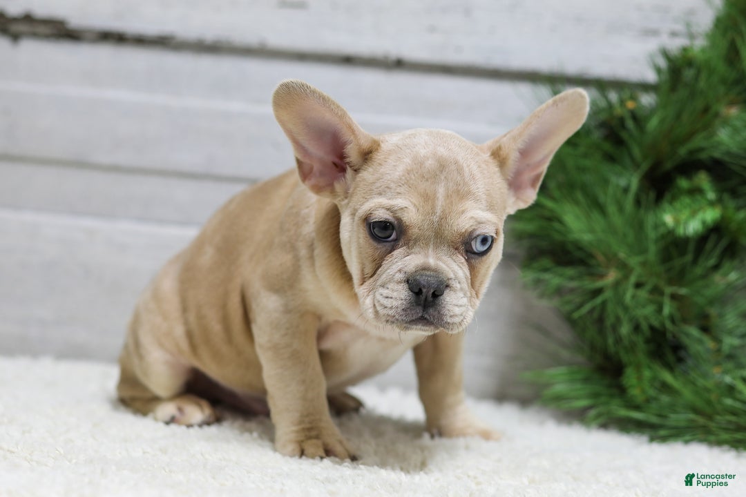 French Bulldog dogs for sale: Cooper - Ad 9