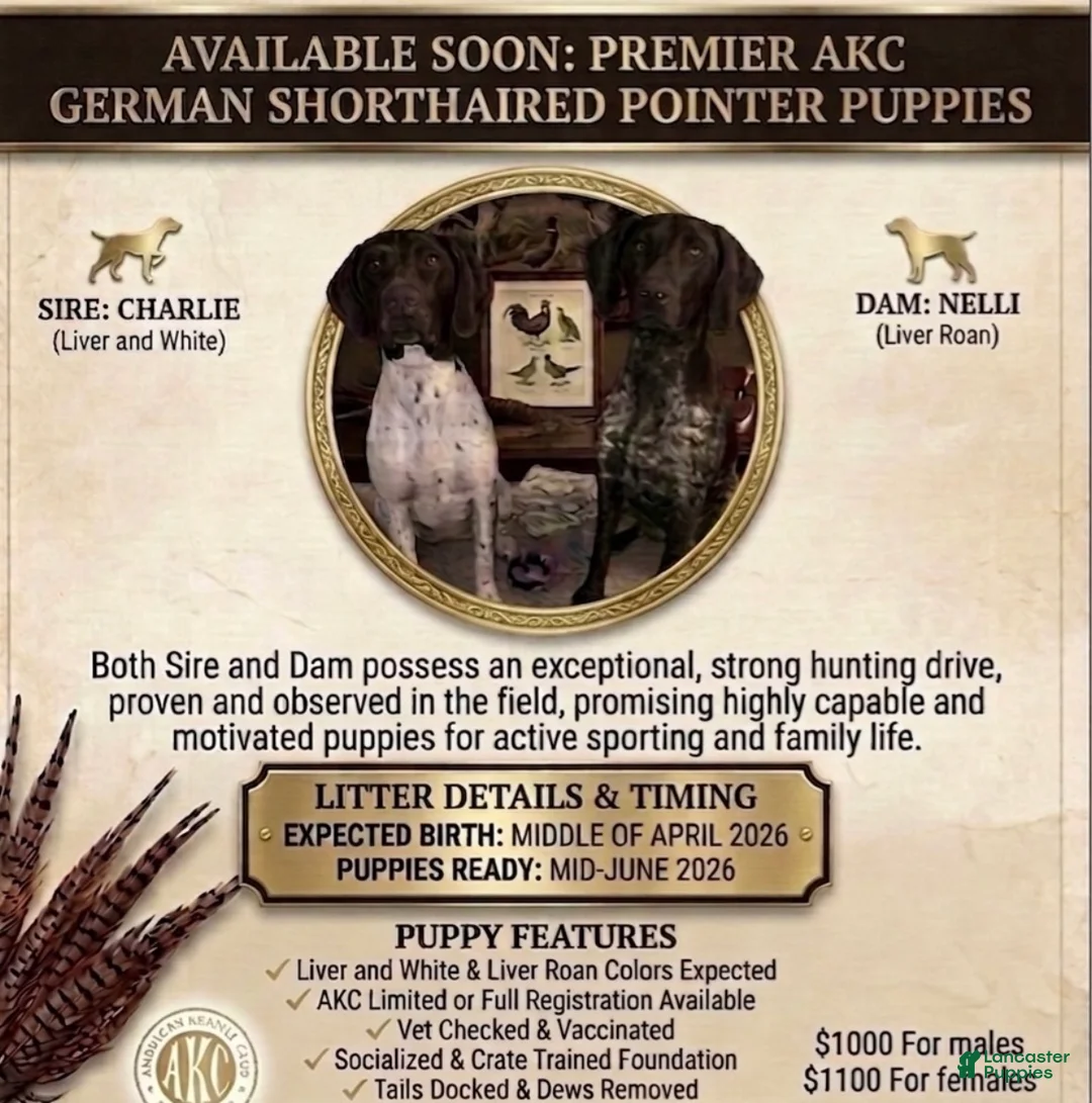 German Shorthaired Pointer dogs for sale: German Shorthaired Pointer Puppy 5 - Ad 2