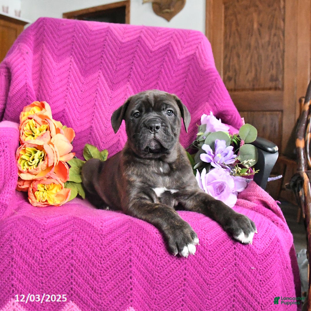 Cane Corso dogs for sale: Milo - Ad 2