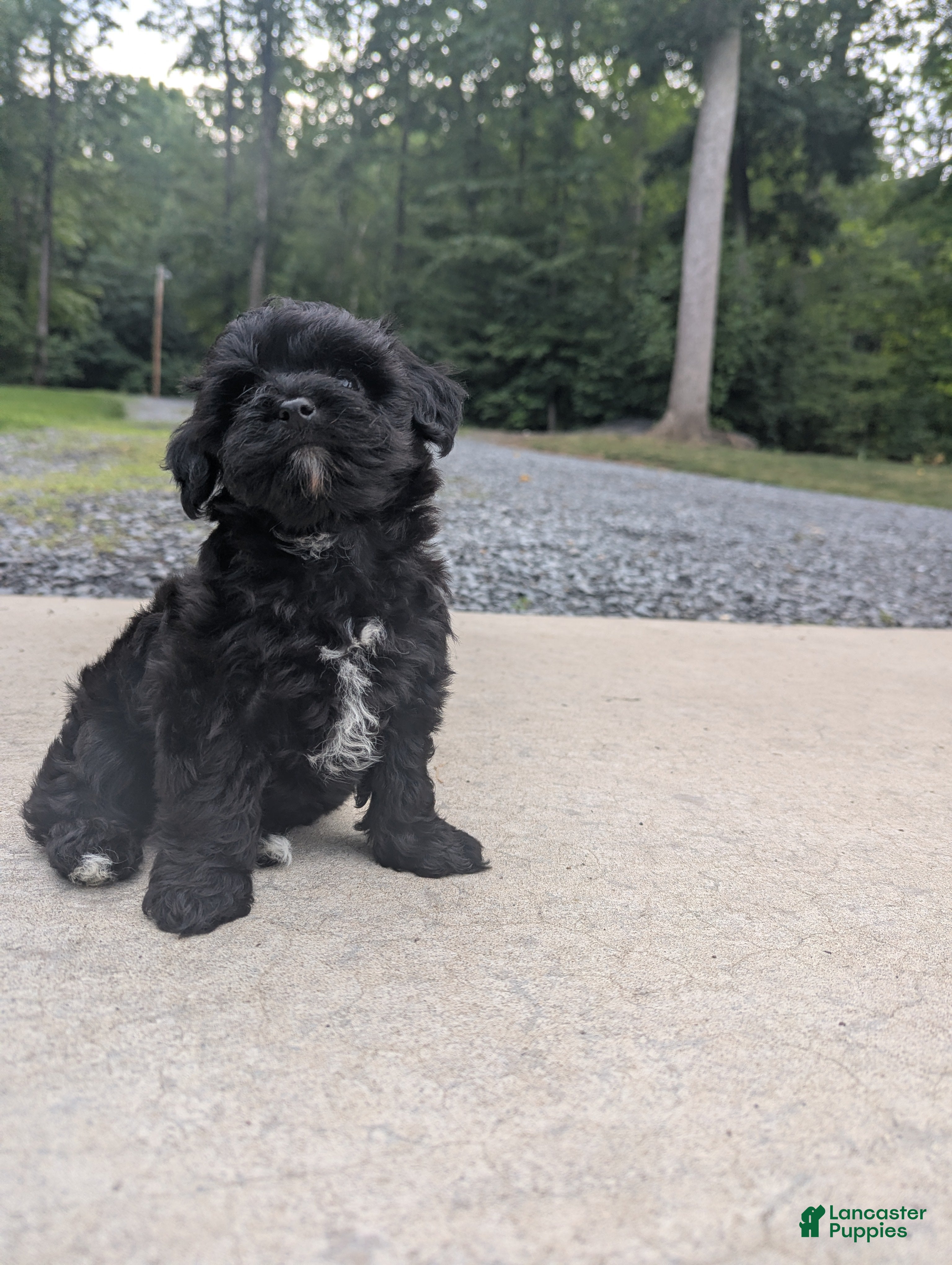 Yorkiepoo dogs for sale: Jade - Ad 1