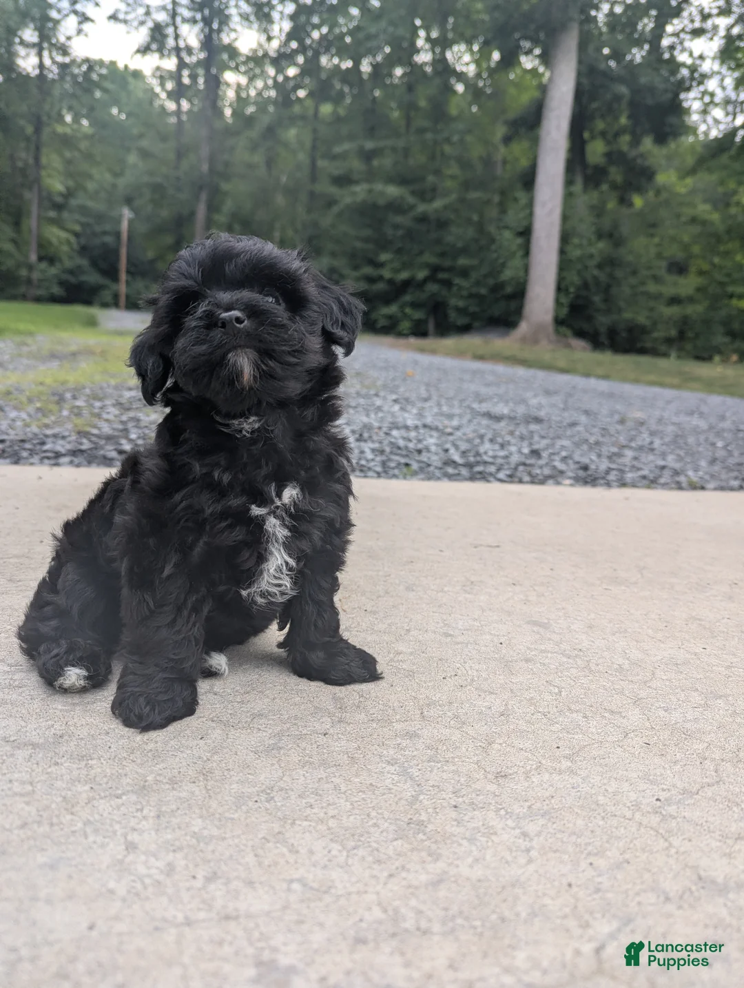 Yorkiepoo dogs for sale: Jade - Ad 1