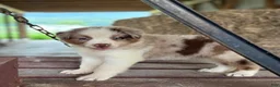 Australian Shepherd dogs for sale: Banks - Ad 16