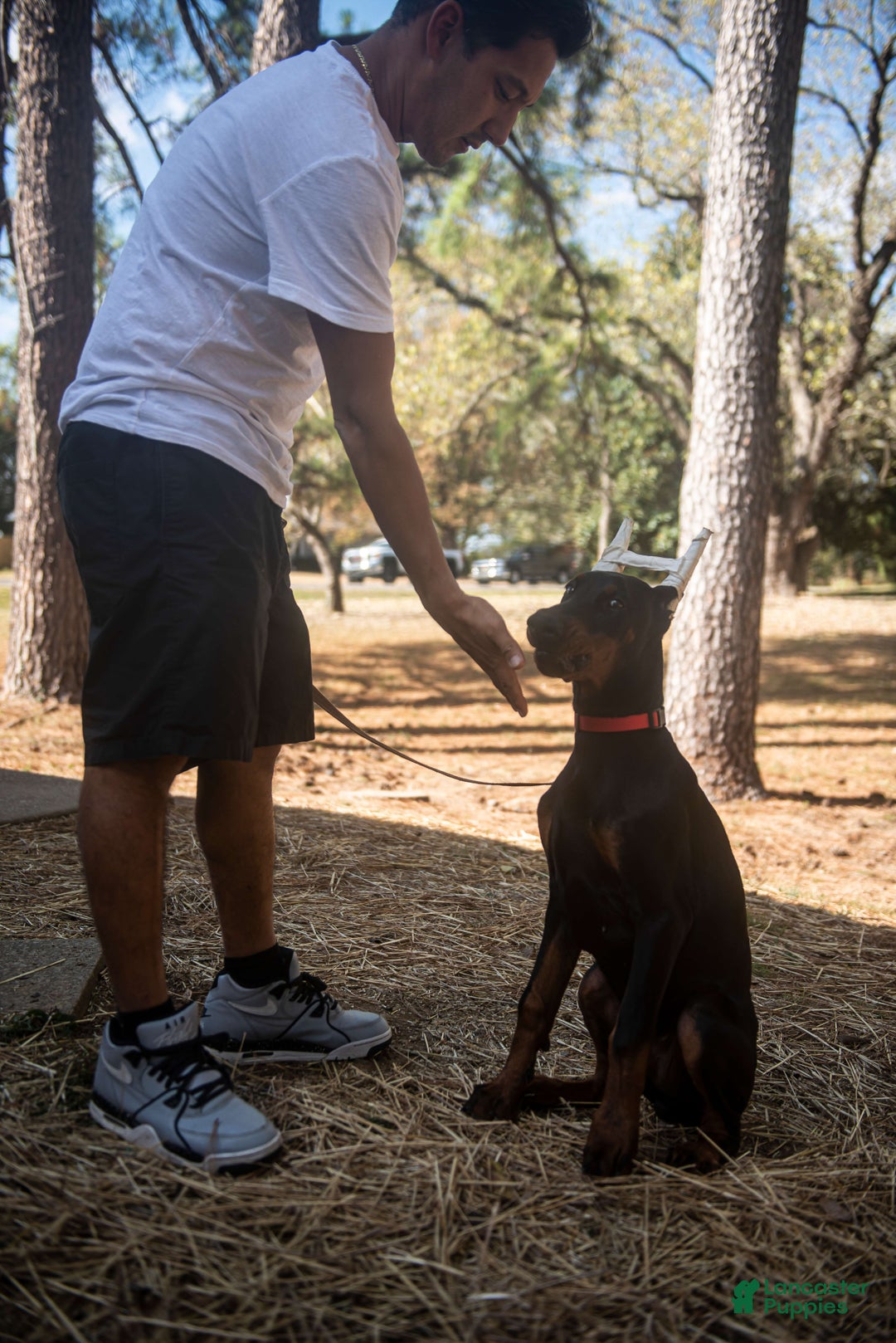Doberman Pinscher dogs for sale: Black Male - Ad 6