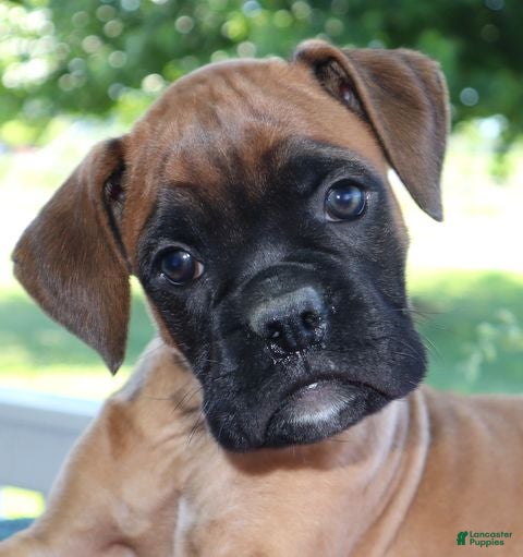Boxer dogs Axel - Champion lines - Ad 1