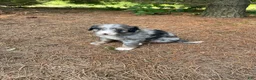 Mini Bernedoodle dogs for sale: Jesse mini - Ad 3