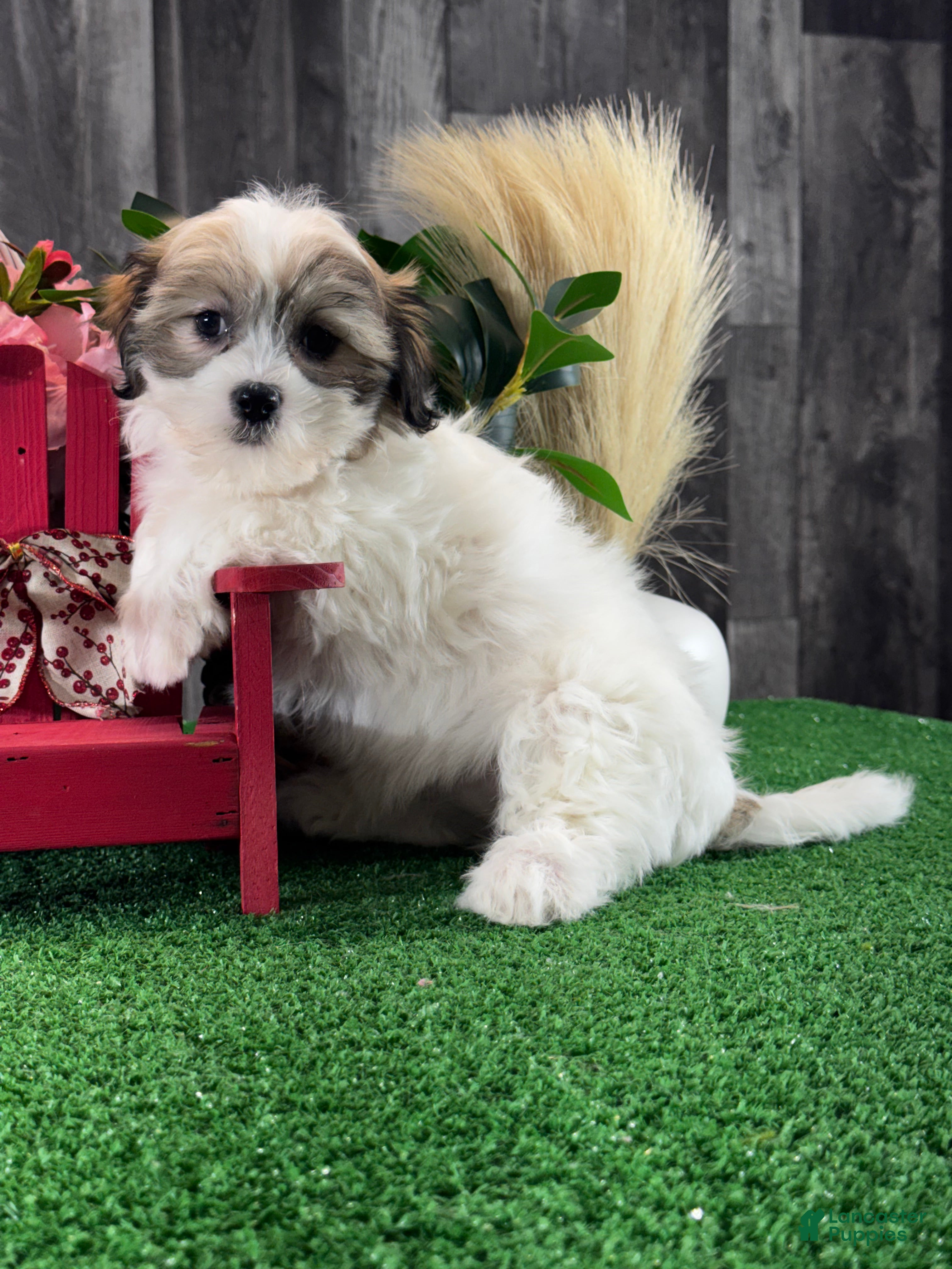 Teddy Bear dogs Jazzy  - Ad 24