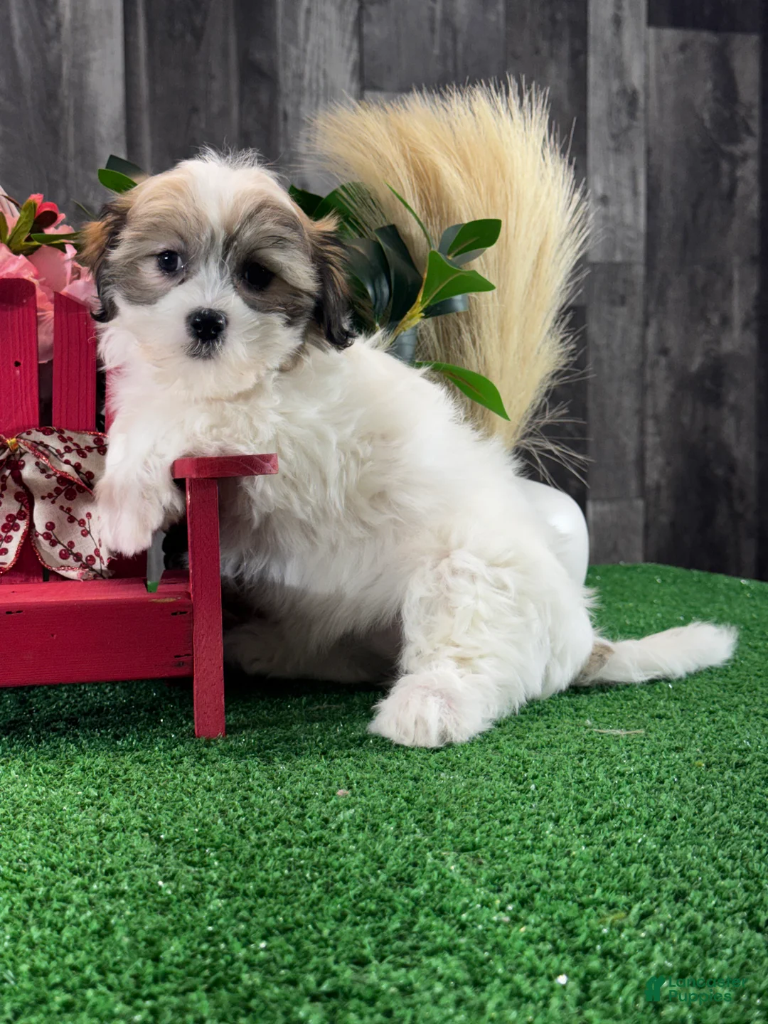 Teddy Bear dogs for sale: Jazzy  - Ad 1