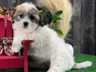 Teddy Bear dogs Jazzy - Ad 24