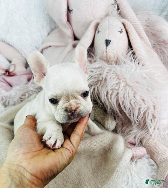 French Bulldog dogs Frederick - Ad 27