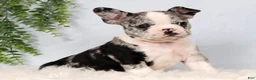 Frenchton dogs for sale: Stormy - Ad 3