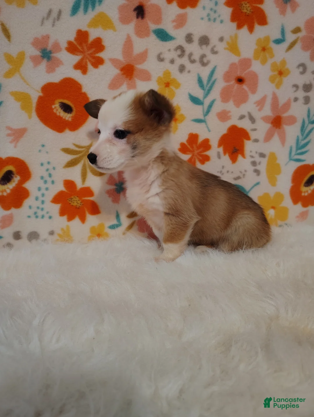 Welsh Corgi Pembroke dogs for sale: Jack - Ad 2