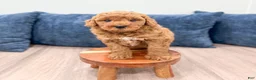 Mini Goldendoodle dogs for sale: Charlie - Ad 3