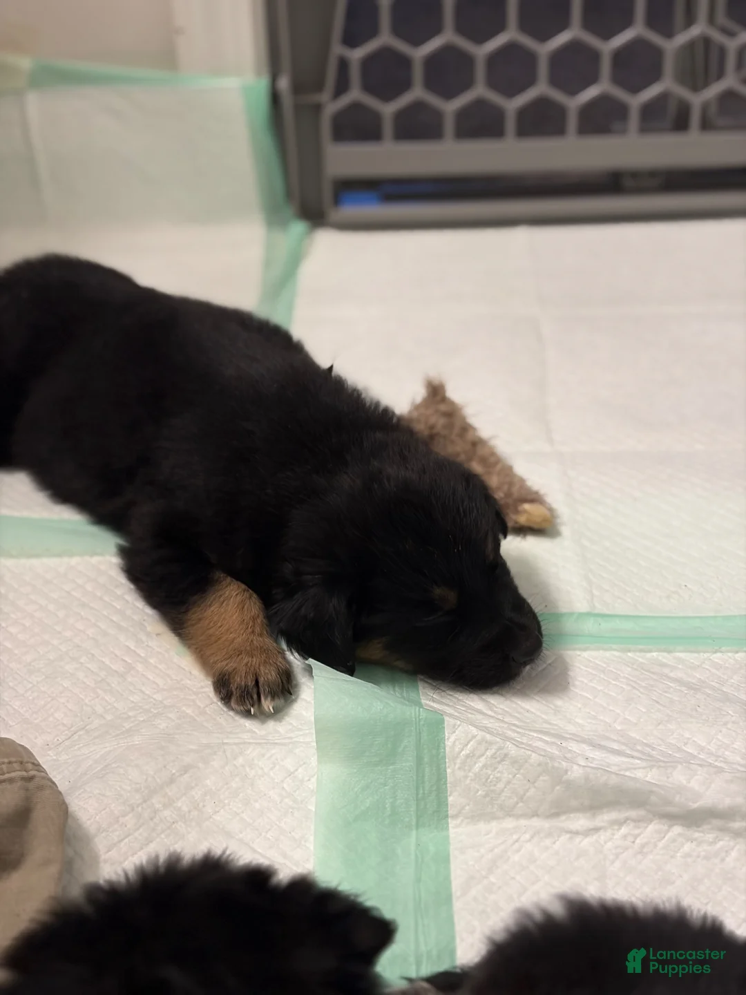 German Shepherd dogs for sale:  Puppy 12 - Ad 1