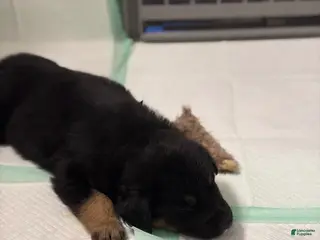 German Shepherd dogs Puppy 12 - Ad 9