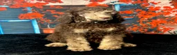 Standard Poodle dogs for sale: Daisy - Ad 14
