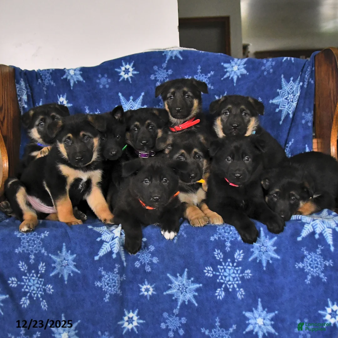 German Shepherd dogs for sale: Nina - Ad 15