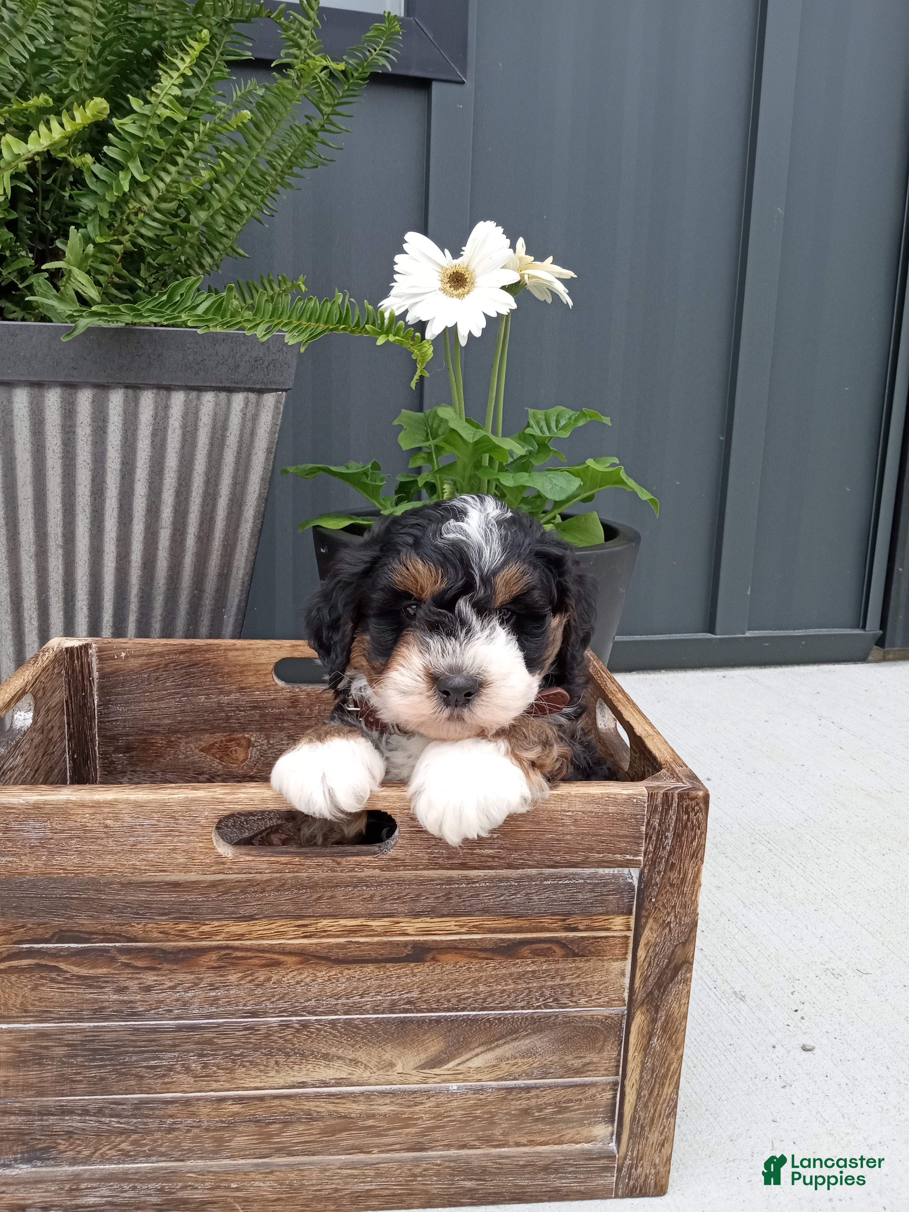 Mini Bernedoodle dogs Luca - Ad 1