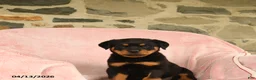 Rottweiler dogs for sale: Napoleon - Ad 5