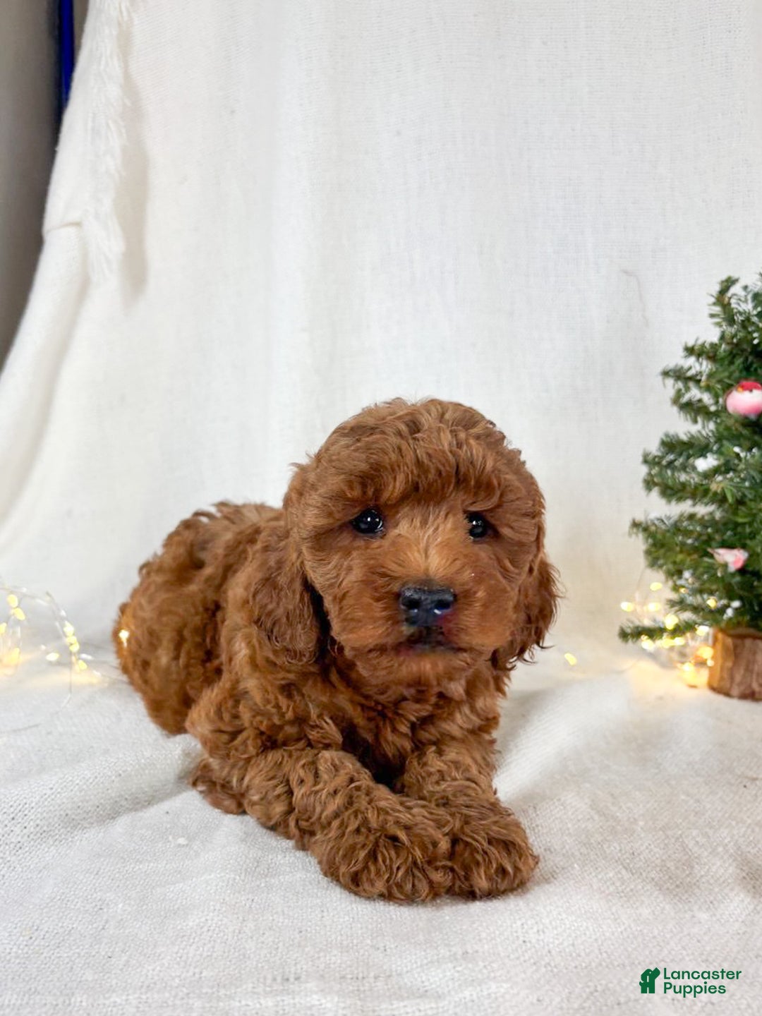 Goldendoodle dogs for sale: Penny - Ad 3