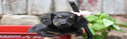 Miniature Dachshund dogs for sale: Bella - Ad 8