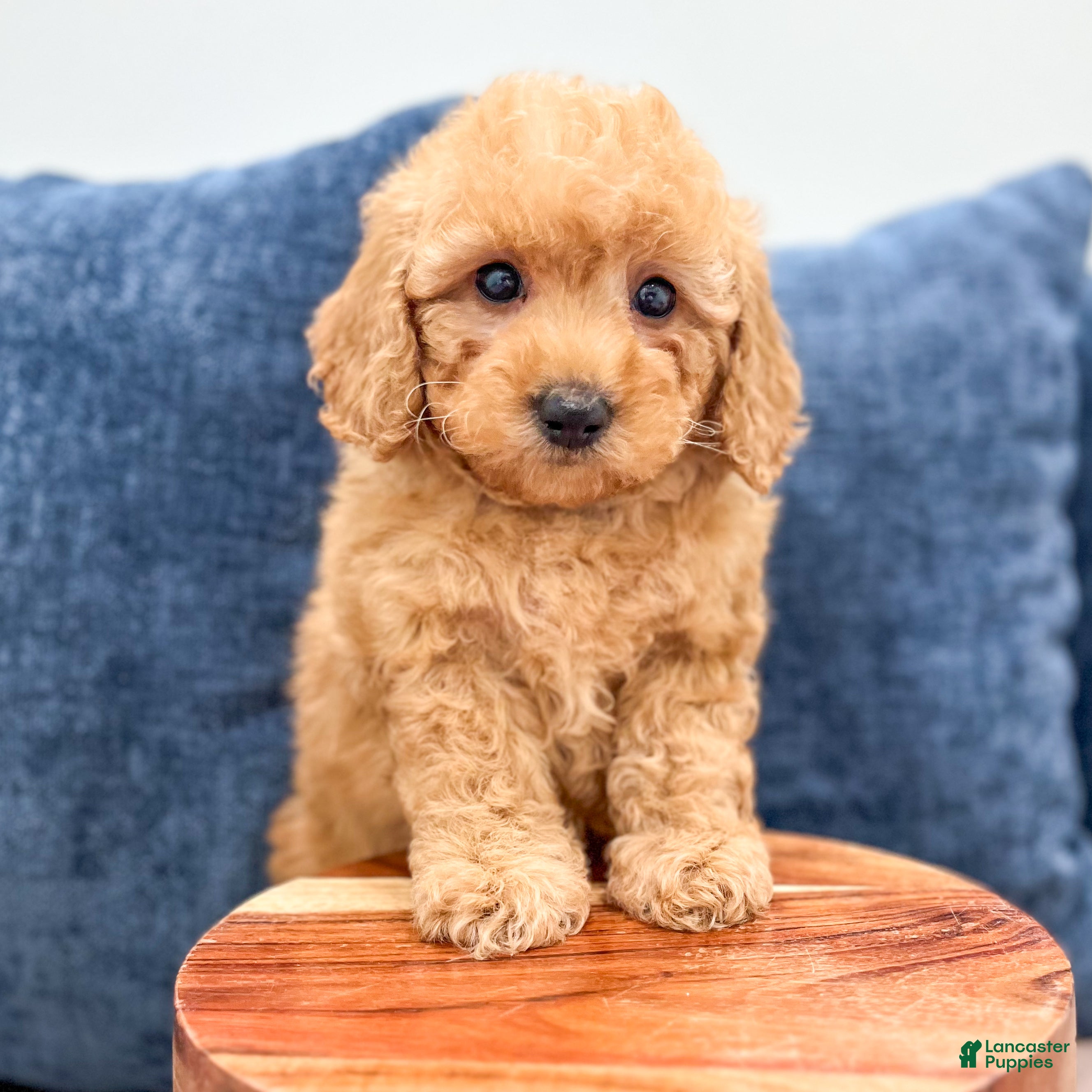 Miniature Poodle dogs for sale: Tommy - Ad 2