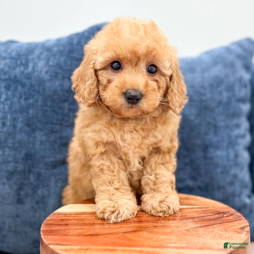 Miniature Poodle dogs for sale: Tommy - Ad 2