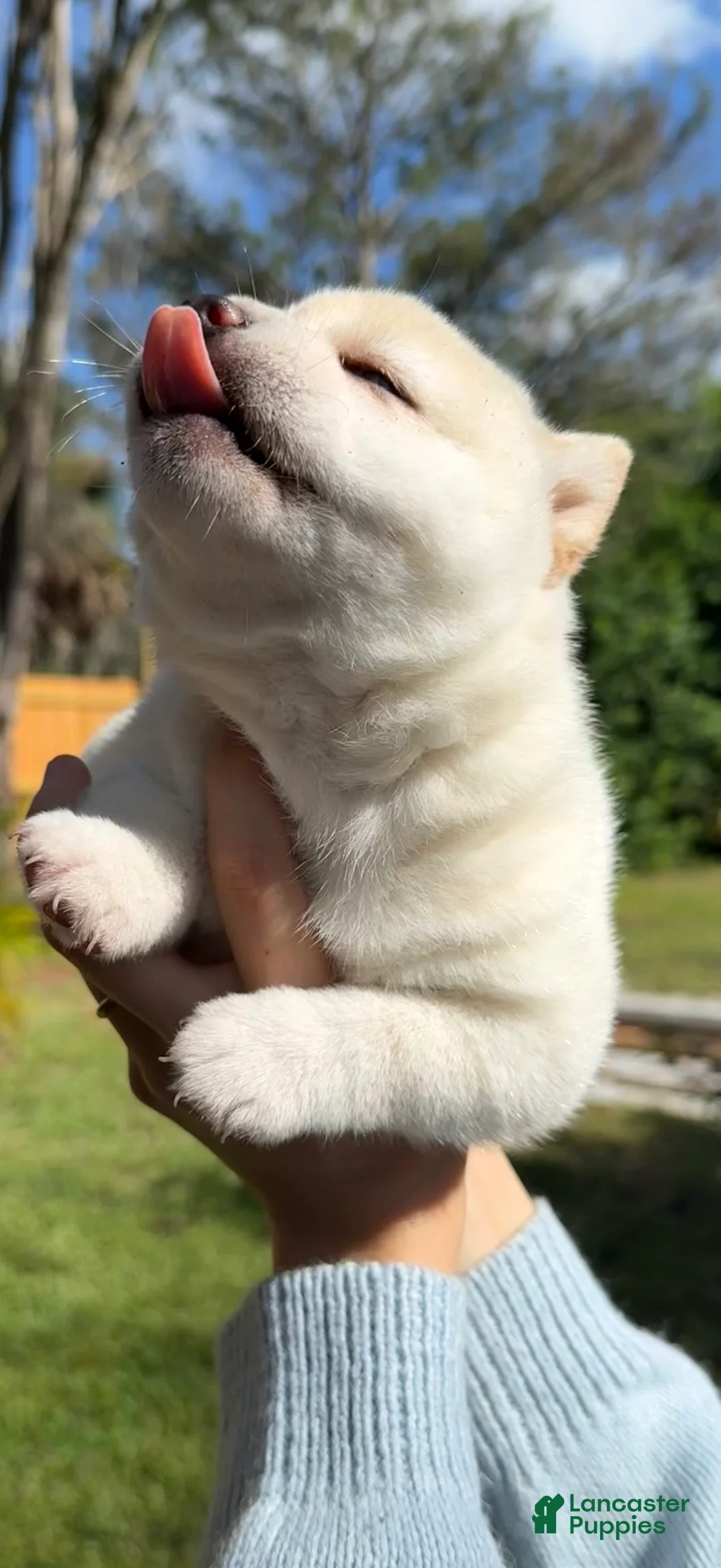 Shiba Inu dogs for sale: Shiba Inu Puppy 5 - Ad 16