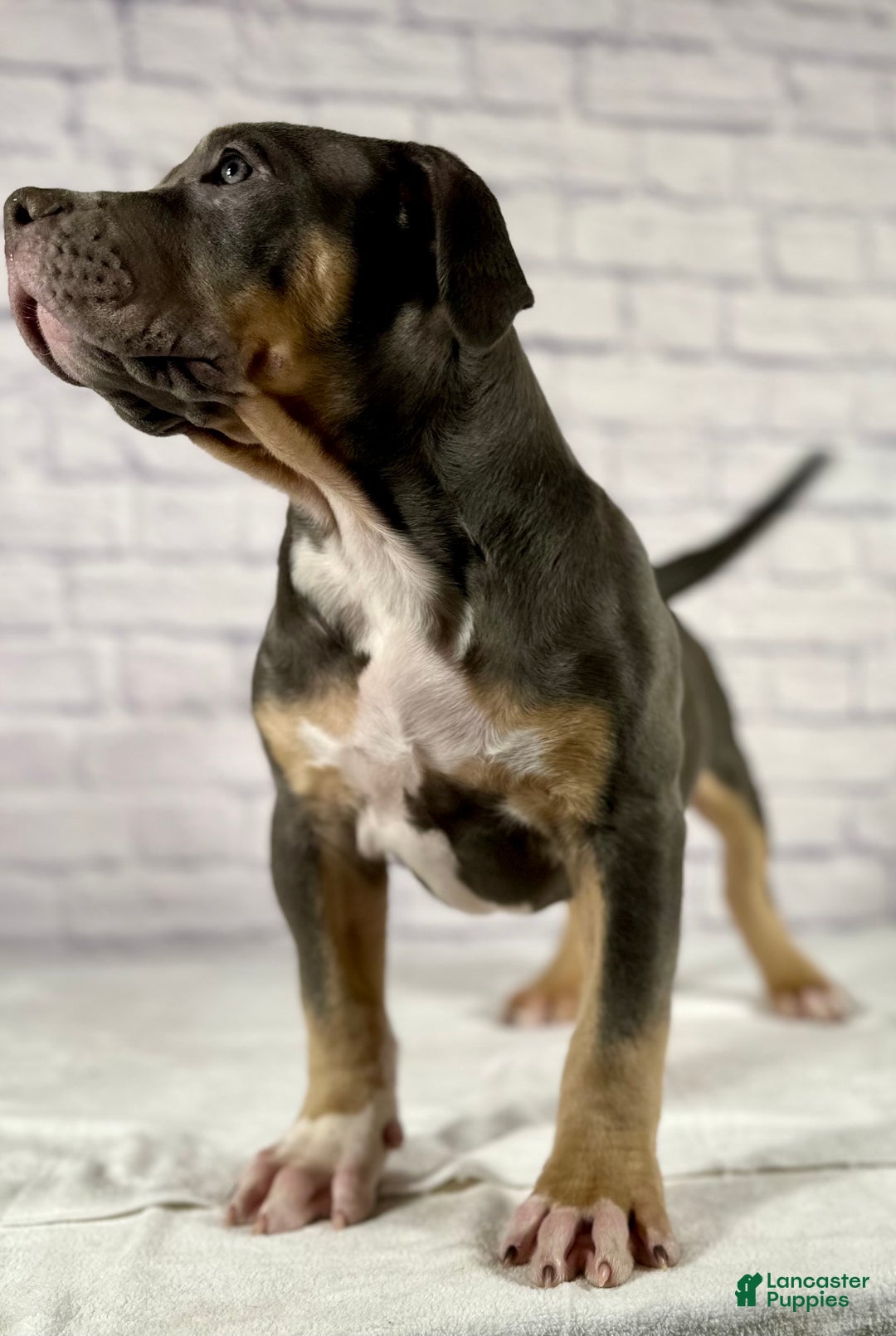 American Bully dogs for sale: Diezel - Ad 7