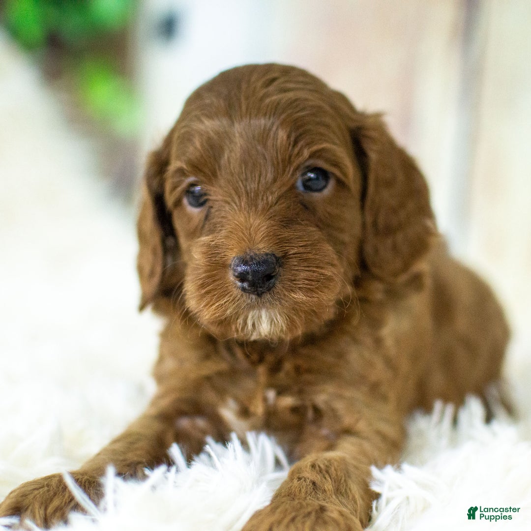 Cockapoo dogs for sale: Kade - Ad 9