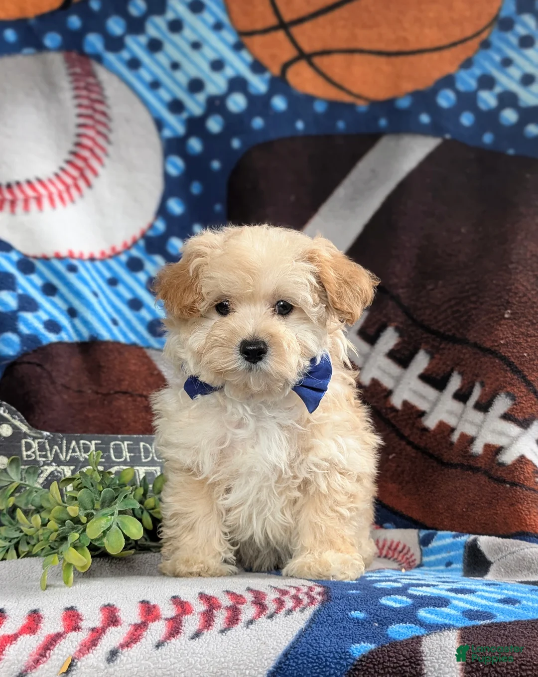 Maltipoo dogs for sale: Fitzgerald 5 lbs Full Grown - Ad 1