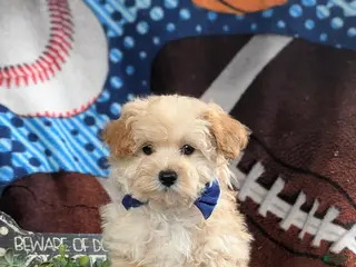 Maltipoo dogs for sale: Fitzgerald 5 lbs Full Grown - Ad 1