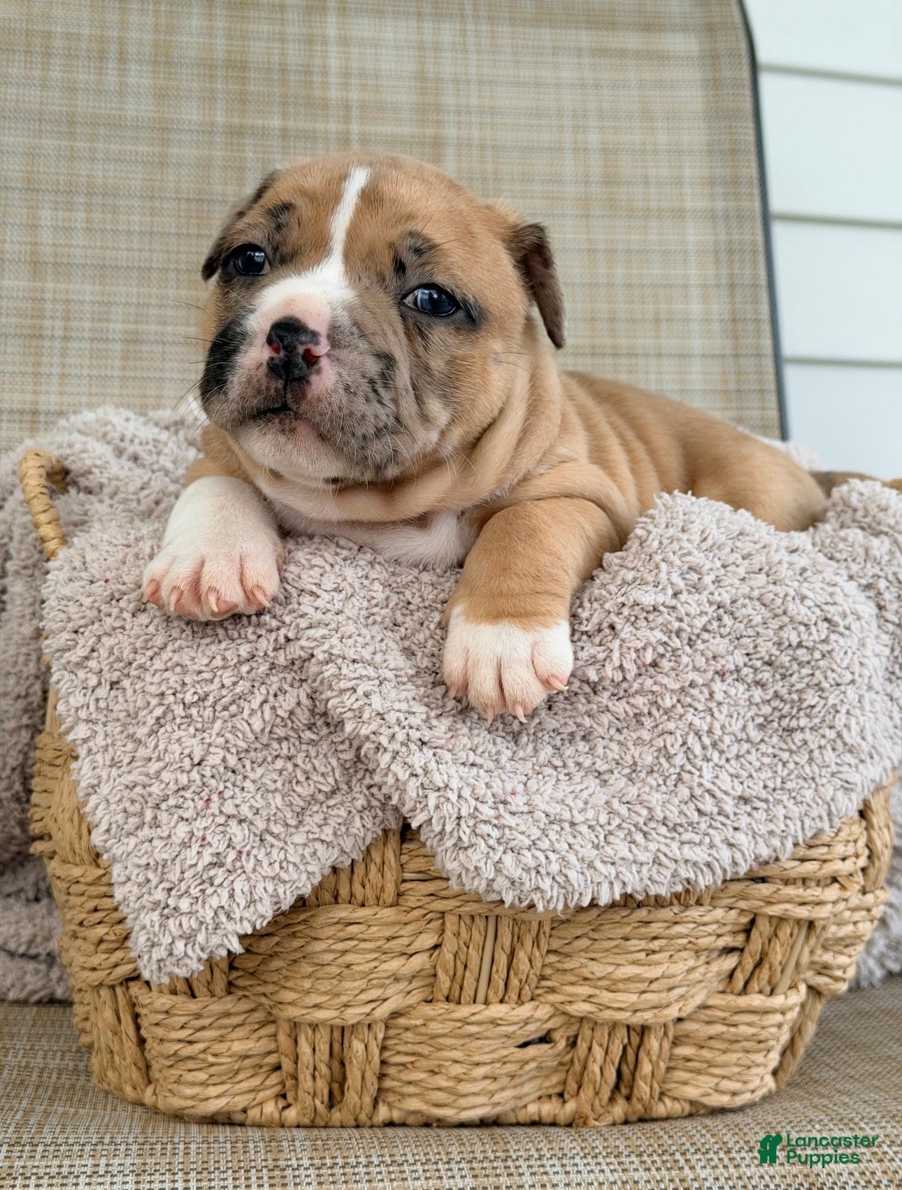 American Bully dogs American Bully 2 - Ad 2