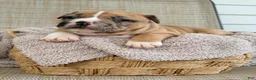 American Bully dogs for sale: American Bully 2 - Ad 2