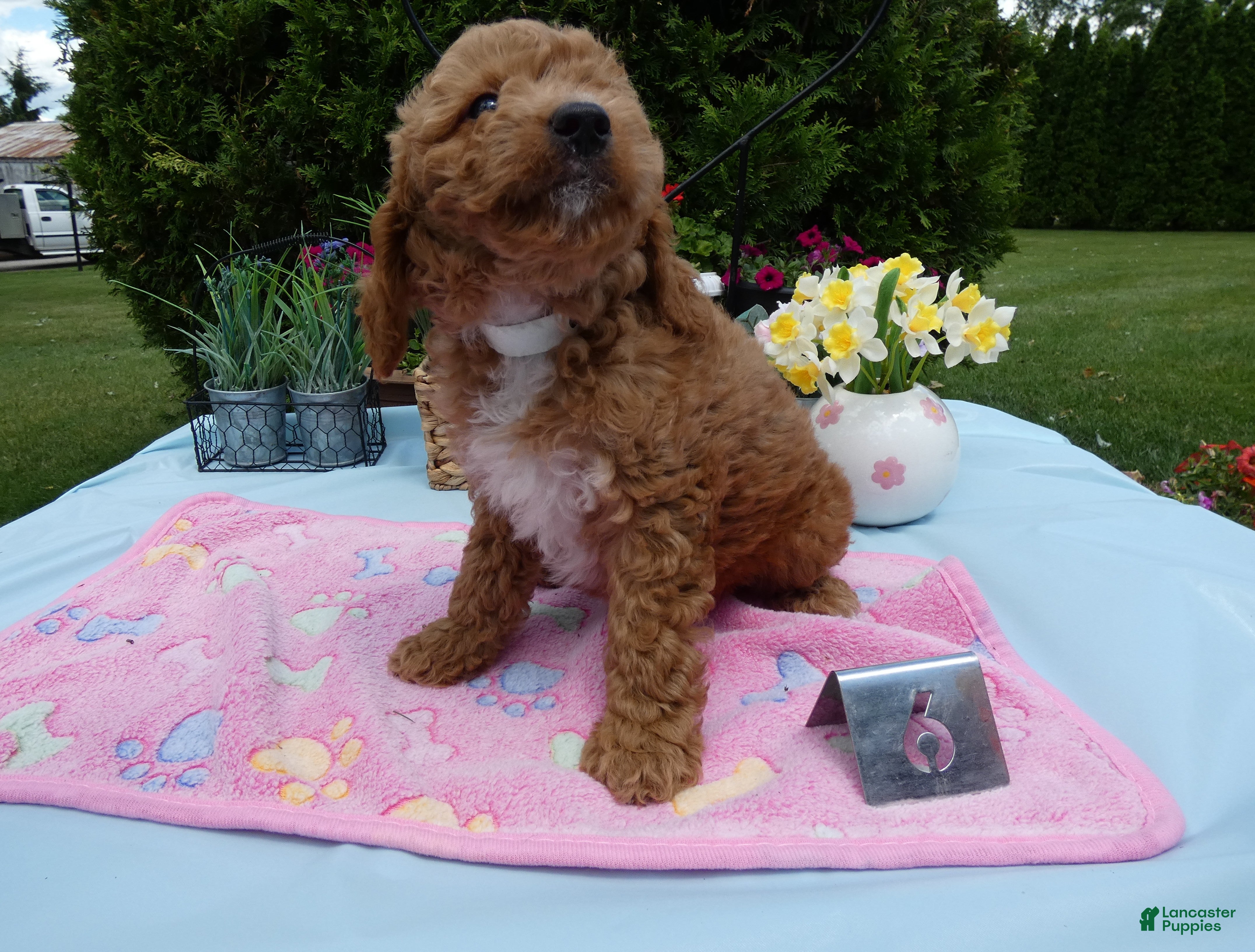 Mini Goldendoodle dogs Mini Goldendoodle 6 Rana - Ad 1