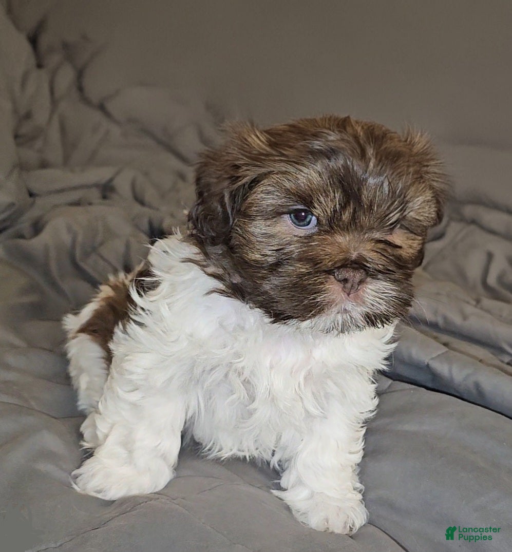 Mixed Breed dogs Bark Vader  - Ad 4