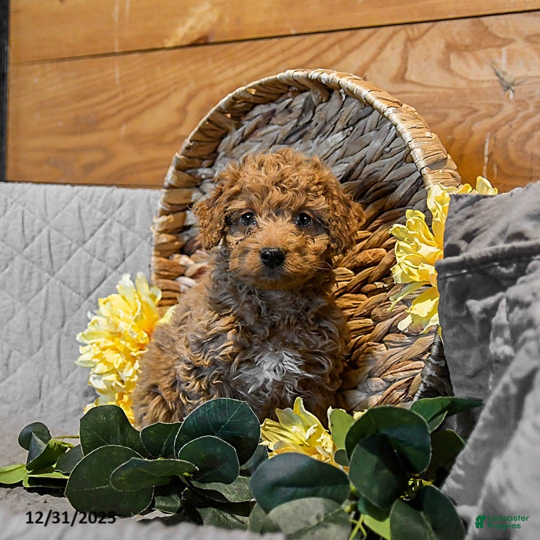 Mini Goldendoodle dogs for sale: Scarlet - Ad 1