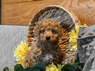 Mini Goldendoodle dogs Scarlet - Ad 30