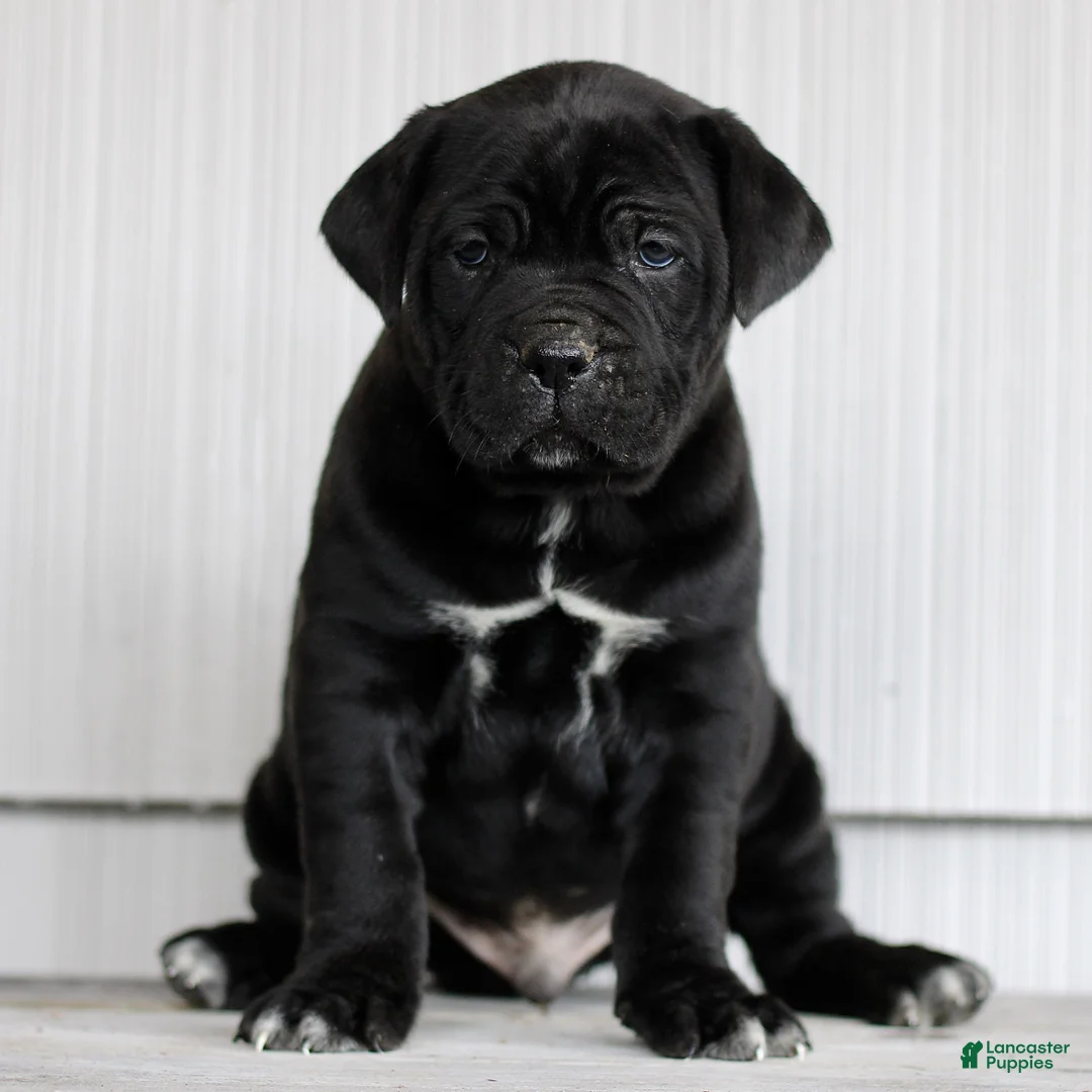 Cane Corso dogs for sale: Nix  - Ad 3