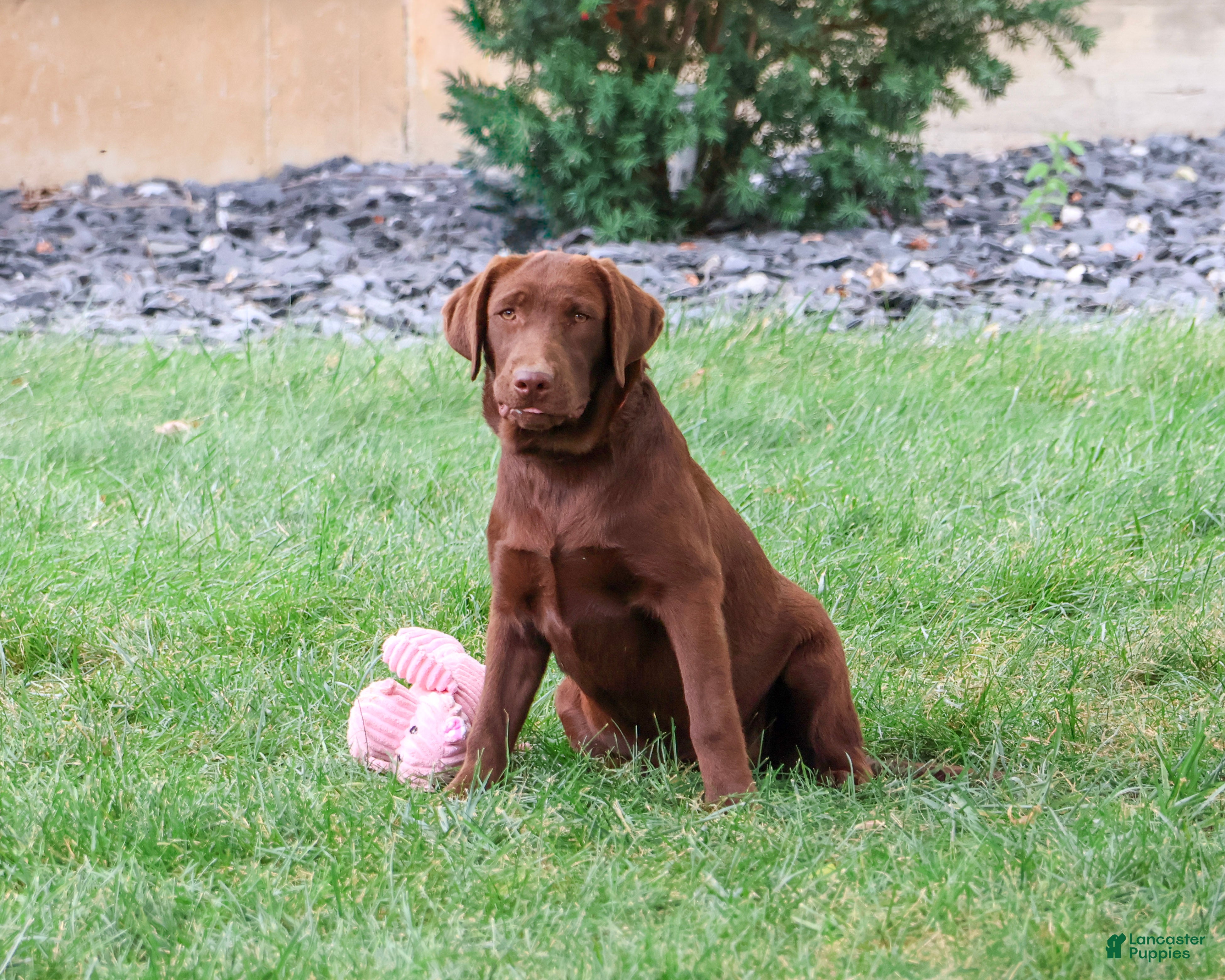 Labrador Retriever dogs Coco - Ad 2