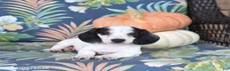 Miniature Dachshund dogs for sale: Hero - Ad 3