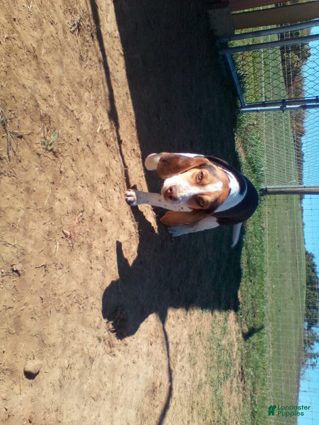 Beagle dogs for sale: Perry - Ad 4